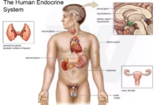 Glands of the Endocrine System