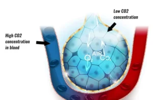 Acid Base Balance