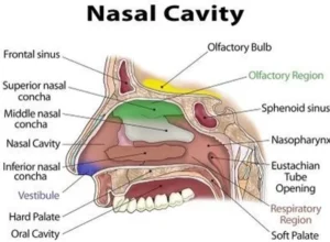 Nasal Cavities