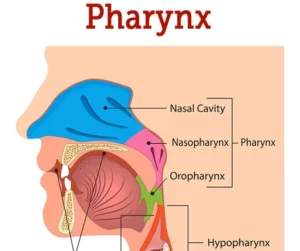 Pharynx