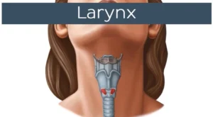 Larynx