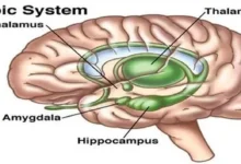 limbic system