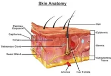 What is the functions of the Epidermis