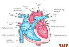 HUman Cardiovascular System