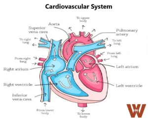 HUman Cardiovascular System