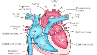 HUman Cardiovascular System