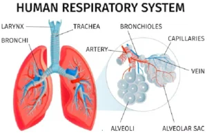 Human respiratory system