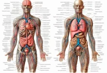 Human Body Systems pdf