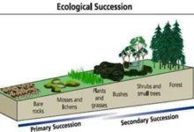 Importance of Ecological Succession