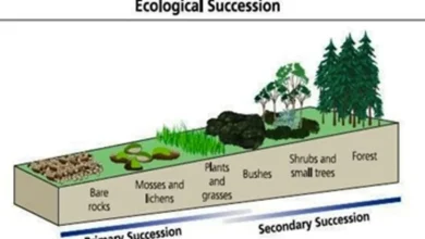 Importance of Ecological Succession