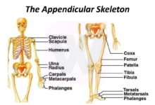 Appendicular Skeleton