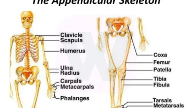 Appendicular Skeleton