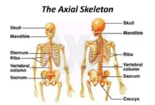 Axial skeleton