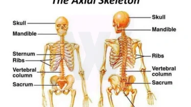 Axial skeleton