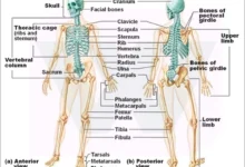 Bones of the Human Body