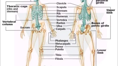 Bones of the Human Body