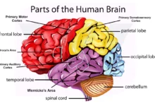 parts of the brain and their functions chart