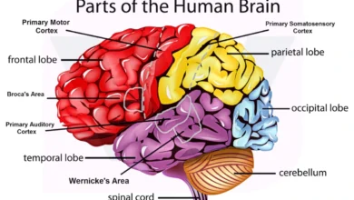 parts of the brain and their functions chart