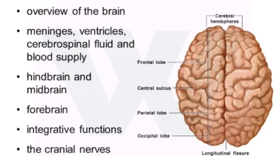 Central Nervous System