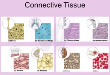 Connective Tissue