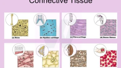 Connective Tissue