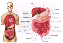 Digestion system