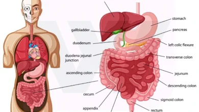 Digestion system