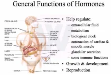 Hormones