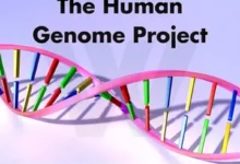 How many genes are in the human genome