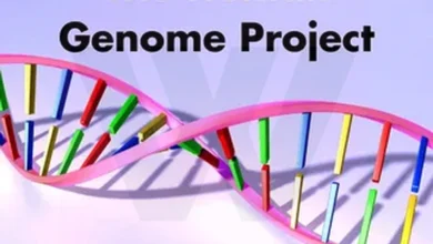 How many genes are in the human genome