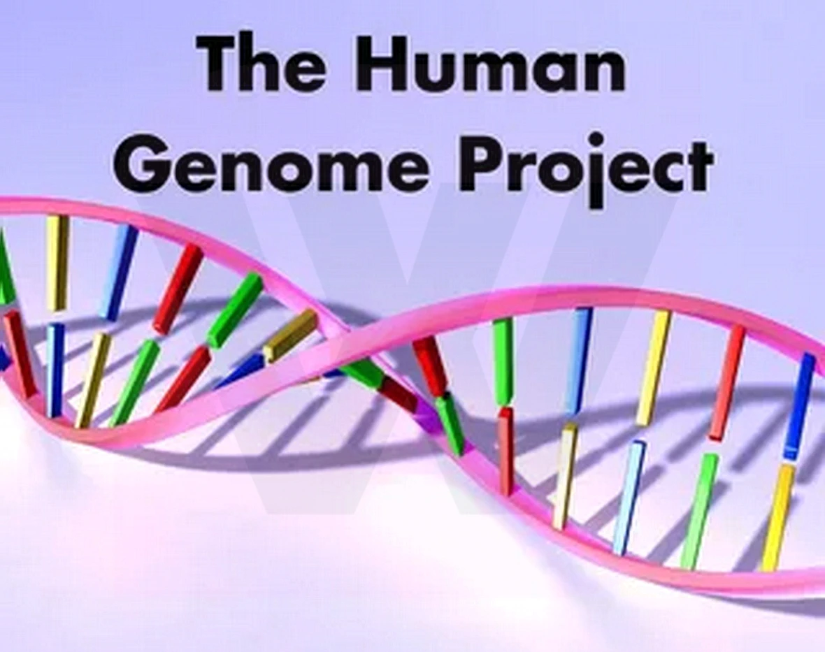 How many genes are in the human genome