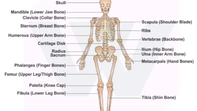 Human Skeleton