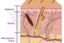 Human Skin