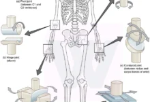 Joints of the Human Body