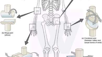 Joints of the Human Body