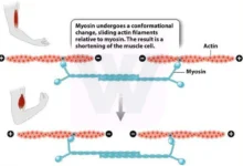 Muscle Contraction