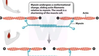 Muscle Contraction