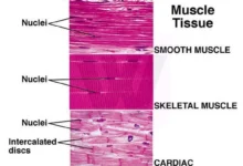 Muscle Tissue