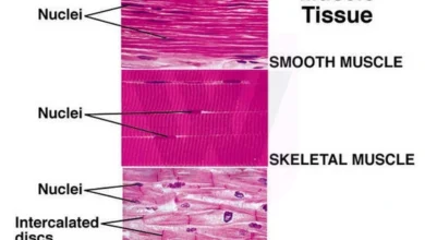 Muscle Tissue