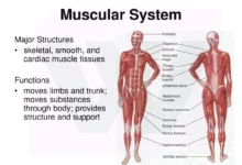 Muscles of the Human Body