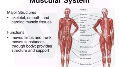 Muscles of the Human Body