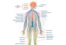 Peripheral Nervous System