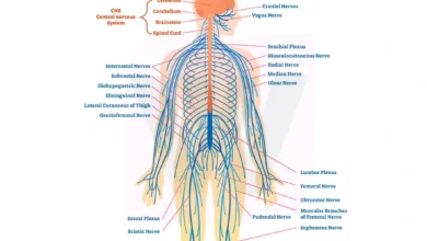 Peripheral Nervous System