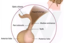 Pituitary gland