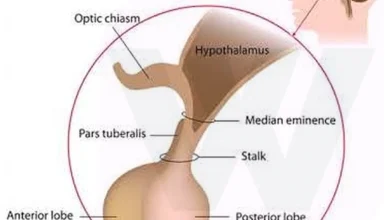 Pituitary gland