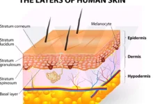 Skin Layers