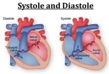 What is the difference between systole and diastole