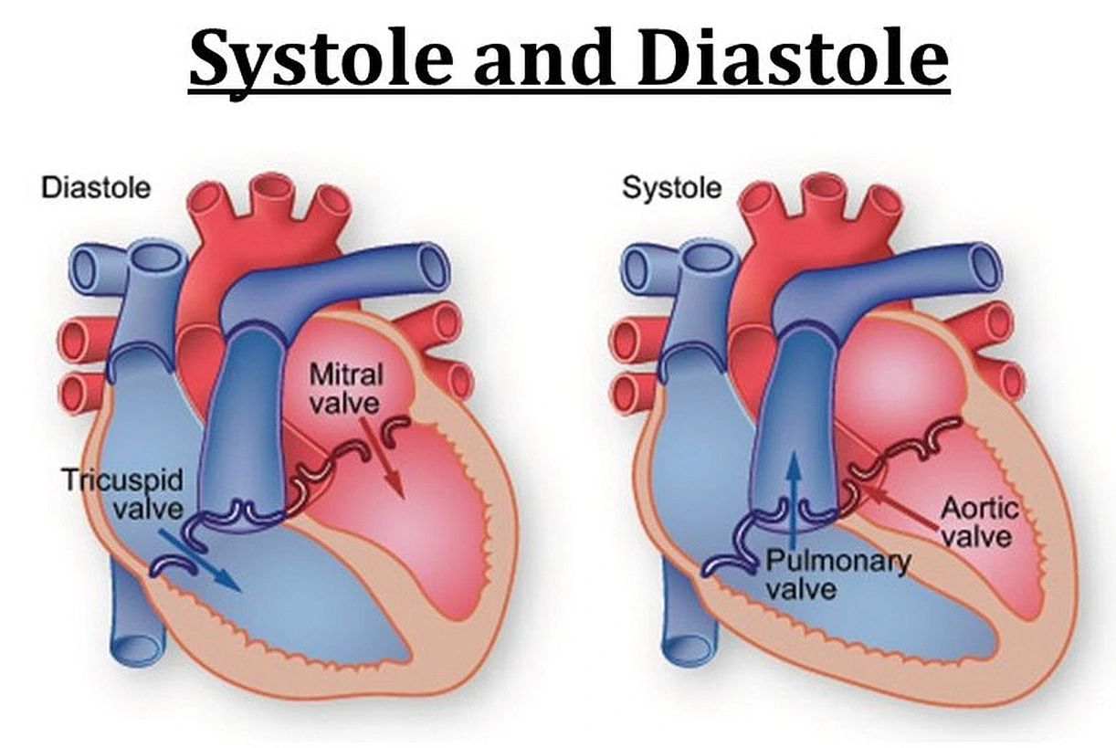 What is the difference between systole and diastole