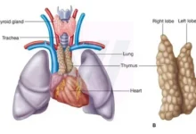 Thymus Gland