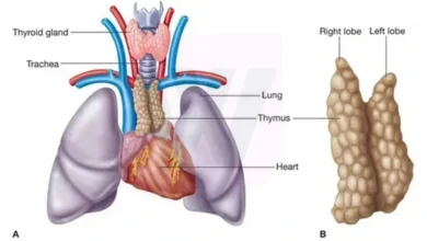 Thymus Gland